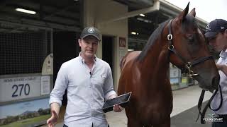 Home Affairs x Ciarlet Colt - Lot 270 Gold Coast Magic Millions 2025