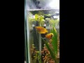 dwarf honey gourami breeding part 3b