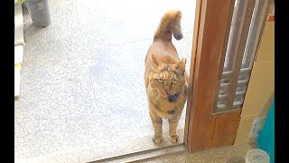 【ねこ日常系】基本ずっと寝てるけど、掃除機は怖いです【猫と日本の庭】