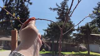 Trellising my apricot tree into and espalier!