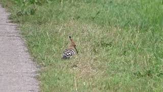 Kukutis / Upupa epops / Eurasian Hoopoe