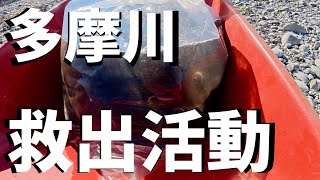 取り残された魚たちを救出せよ！