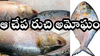 That fish tastes amazing Pulasa # ఆ చేప రుచి అమోఘం