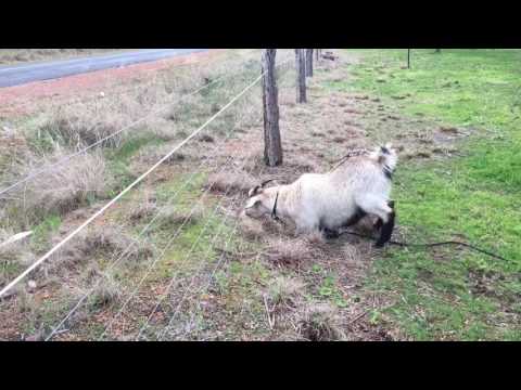 Electric fence V''s goat Electric fence V''s goat