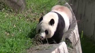 王子動物園　みんなのお顔見に来たヨ♪(2017/08/14)