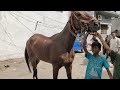 english horses baby horse khatiyawad ghodi aur tattu gaban mare in hyderabad