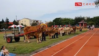 國內首見「海牛」遊行 獻給芳苑國小105年校慶