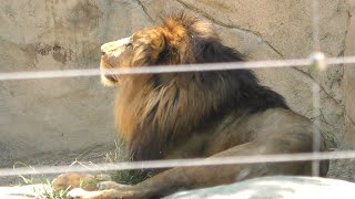 ライオン,八木山動物公園 フジサキの杜,Lion,Yagiyama Zoological Park,Sendai,Miyagi,Japan