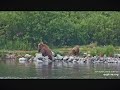 Bear 94 Fishes the Lower River, Mom Tries to Relax While the Cubs Play 7/8/2024 explore.org