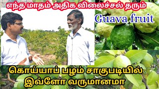 கொய்யா சாகுபடியில் இவ்ளோ வருமானமா | Guava cultivation in tamil | Village thamizha village