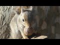 音でめぐる上野動物園 03：ニホンリスのくるみわり