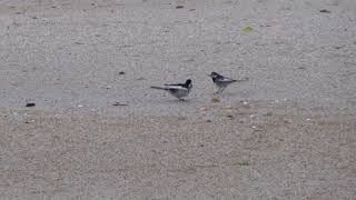 Japanese Wagtail in Niinomiike Park  新海池公園のセグロセキレイ