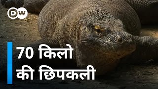 दुनिया की सबसे बड़ी छिपकली [World's Biggest Lizard]