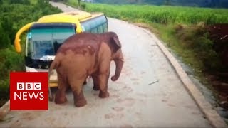 Wild Elephant Attacks A Bus Bbc News