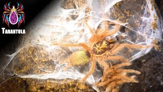 ◎捕鳥蛛捕食記◎【Tarantula predator】直角巴布 - 千里達橄欖金[金色種] - Holothele Incei Gold - 寵物