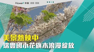 浪漫花景 | 美景熱映中 瑞豐國小花旗木浪漫綻放