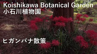 小石川植物園  ヒガンバナが咲く園内をグルグル散策　DJI  Osmo Pocketをもって(2020.09.29)