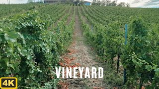 Vineyard in Italy, in Oltrepò Pavese Lombardia, a 4k Walk inside the fields