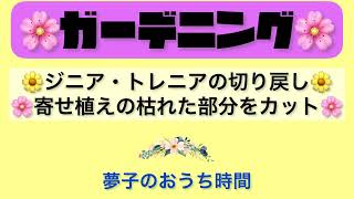 【素人ガーデニング】ジニアとトレニアの切り戻し　寄せ植えの日々草　夏の花の手入れ　DIY初心者　掃除　片付け　庭仕事　ガーデニング　50代　ガーデニング編　total No.130