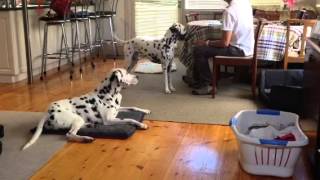 Pippa Muzzle Training 23Feb 2013