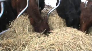 Cattle Eating Hay (Careful--hypnotic!)