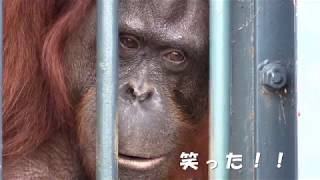 なんと オランウータンが笑った🐵！!