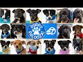 Adopt a pup for National Puppy Day!