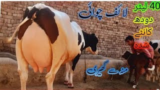 cholistani frozen cross for 🐄 sale in Pakistan on YouTube call me (03213521351)