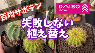 百均サボテン失敗しない育て方のコツ！ #succulent #多肉植物 #百均 #ダイソー #daiso #サボテン #cactus