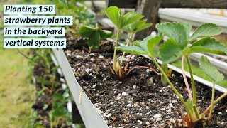 Strawberry stash : planting 150 plants in the backyard A frames!