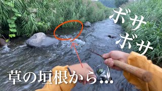 【渓流釣り】ボサ川からアマゴを求めて…