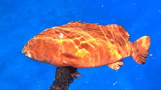 【魚突き】奄美大島 スジアラ（Leopard coralgrouper）