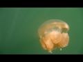 パラオのジェリーフィッシュ・レイク（jellyfish lake）