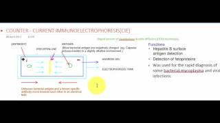 COUNTER CURRENT IMMUNOELECTROPHORESIS