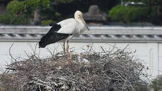 帰巣し雛に餌を与えるコウノトリ♀親