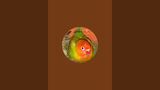 Birds lover Somnath is live