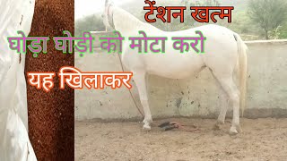 टेंशन खत्म घोड़ा घोड़ी को मोटा करो यह खिलाकर || ghoda ghodi Mota karo