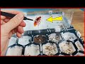 How quickly can African ants catch a Turkmen cockroach?