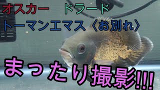 ショートボディのオスカーが仲間になりました!【ドラード,トーマンエマス,熱帯魚,アクアリウム】