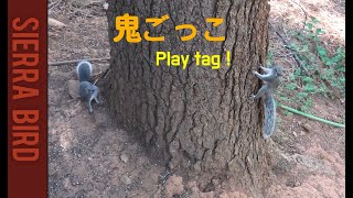 木々の間を飛び回って追いかけっこするリス　[野生動物 4K ]