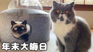 年末でもいつもと変わらぬマイペースなブサカワ猫達【エキゾチックショートヘア】