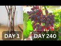 Growing grapes in pots from cutting until harvest in 240 days | Growing grapes in tropical country.