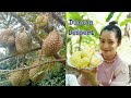 Durian fruit at my brother's homeland and make Durian dessert by beautiful countryside life tv