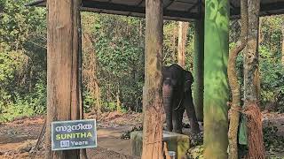 kodanad elephant sanctuary walking tour