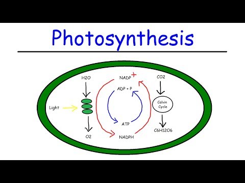 What organelle does the Calvin cycle take place in?