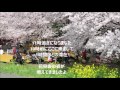 熊谷桜堤　桜満開 sakura in japan kumagayasakuratsutusmi 2016 04 06