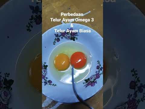 Perbedaan Telur Ayam Omega 3 Dan Telur Ayam Biasa. - YouTube