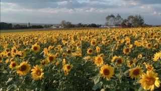 苫小牧合唱団「春の唄・花の街・すみれの花咲く頃 」