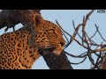 Leopard family reunion over breakfast