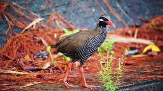 ヤンバルクイナ　Okinawa rail　沖縄 　やんばる